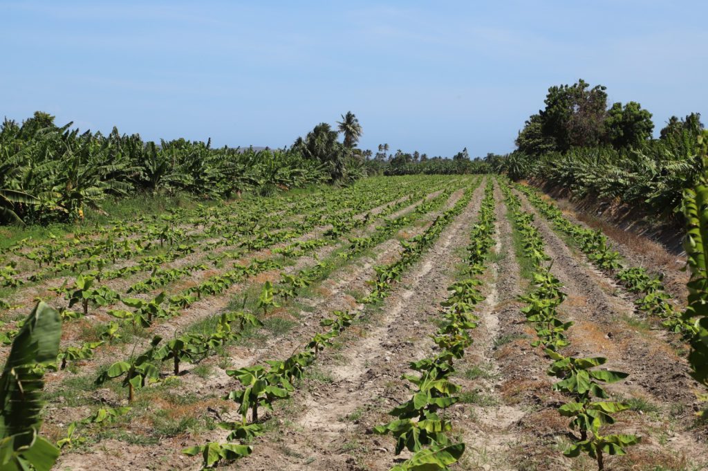 AZUA (R. Dominicana).- La Empresa de Generación Hidroeléctrica Dominicana (EGEHID) y el Instituto Nacional de Recursos Hidráulicos (INDRHI) concluyeron la primera etapa de la rehabilitación del canal de riego Ysura, una obra clave para la sostenibilidad agrícola y pecuaria del valle de Azua y el desarrollo de sus comunidades rurales.